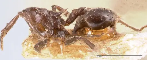 Crematogaster ensifera - FOCOL0697-1
