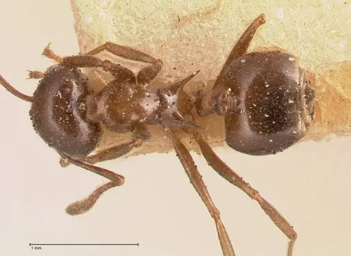 Crematogaster ensifera - FOCOL0697-2