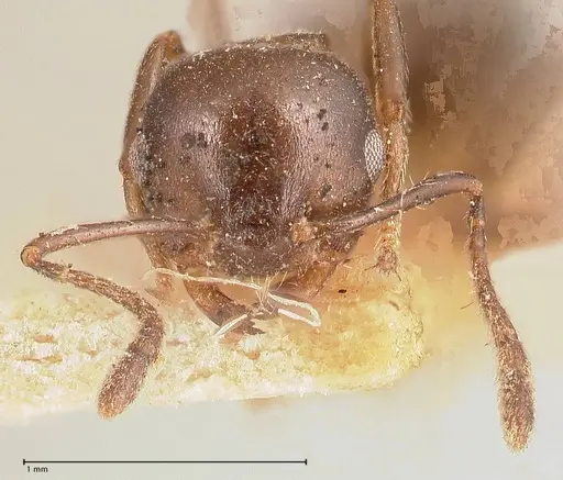 Crematogaster ensifera - FOCOL0697-2