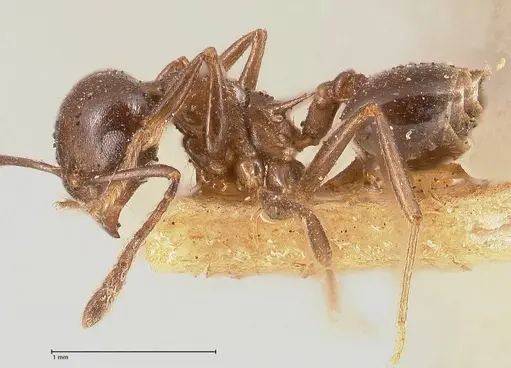 Crematogaster ensifera - FOCOL0697-2