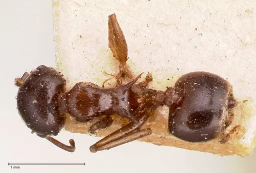 Crematogaster ensifera - FOCOL0781