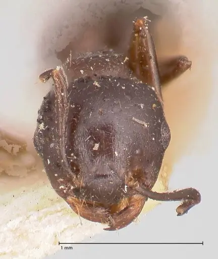 Crematogaster ensifera - FOCOL0781