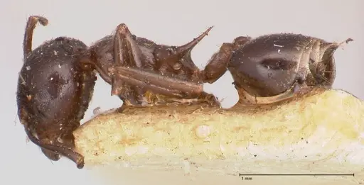 Crematogaster ensifera - FOCOL0781