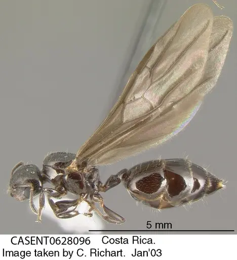 Crematogaster erecta specimen