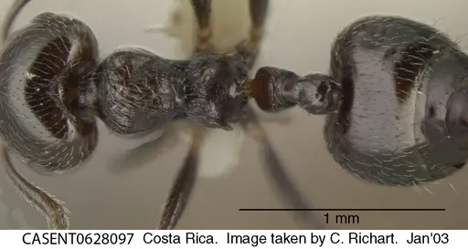 Crematogaster erecta - CASENT0628097