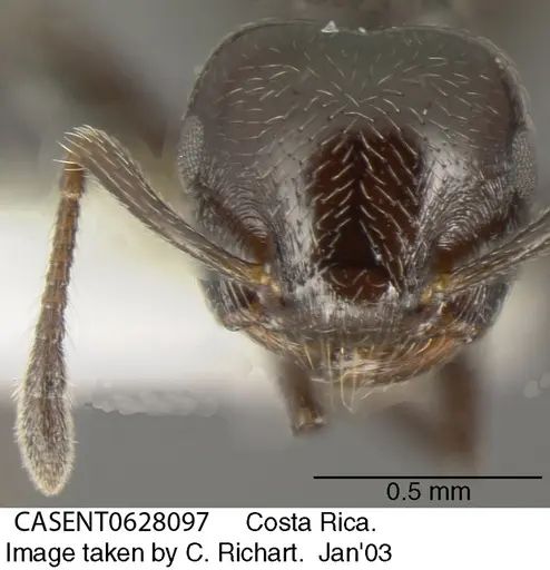 Crematogaster erecta - CASENT0628097