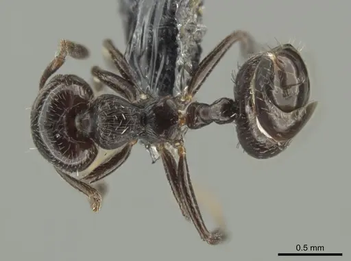 Crematogaster erecta - CASENT0649917