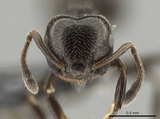 Crematogaster erecta - CASENT0649917