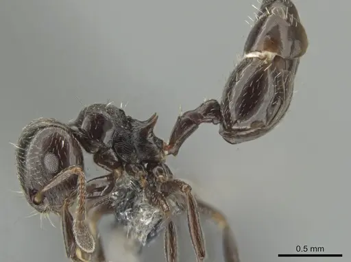 Crematogaster erecta - CASENT0649917