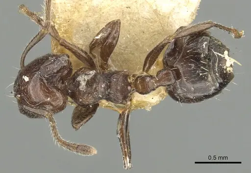 Crematogaster erecta - CASENT0902159