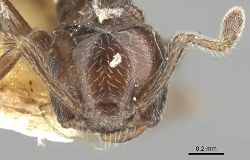 Crematogaster erecta - CASENT0902159