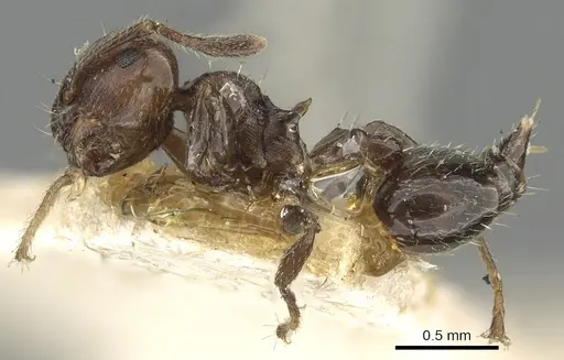 Crematogaster erecta - CASENT0902159