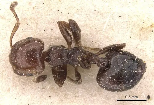 Crematogaster erecta - CASENT0908431