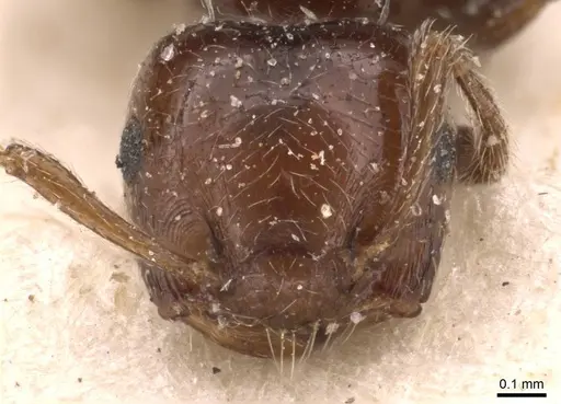 Crematogaster erecta - CASENT0908431