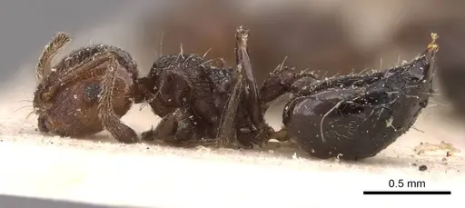 Crematogaster erecta - CASENT0908431