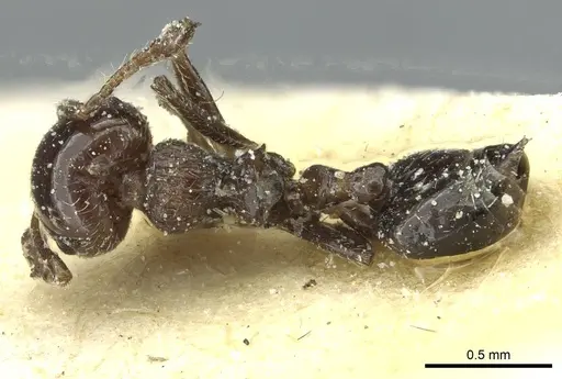 Crematogaster erecta - CASENT0912758