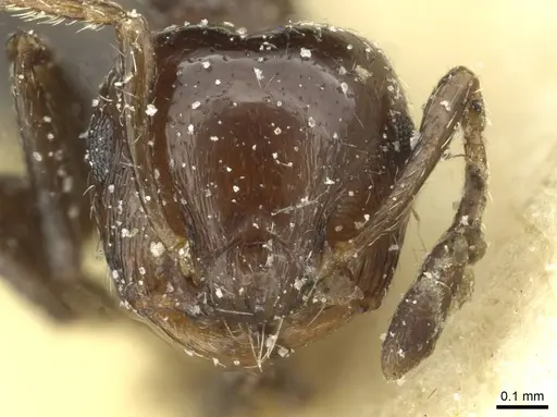 Crematogaster erecta - CASENT0912758