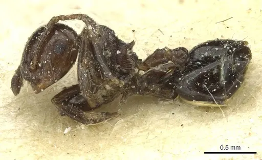 Crematogaster erecta - CASENT0912758