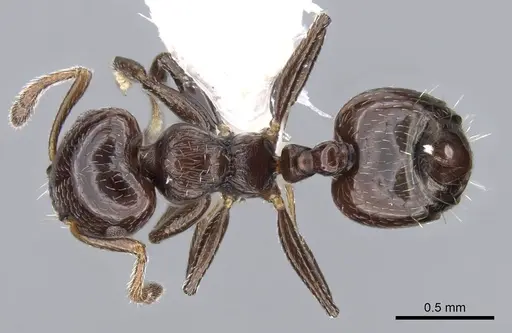Crematogaster erecta - CASENT0914565