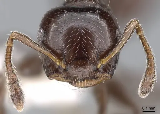 Crematogaster erecta - CASENT0914565