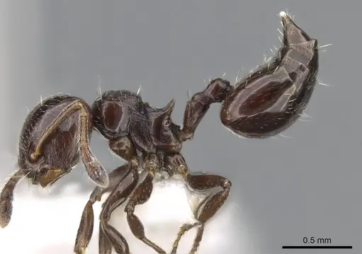 Crematogaster erecta - CASENT0914565