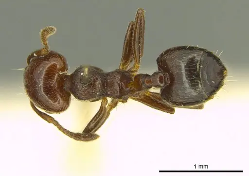 Crematogaster erecta - CASENT0919701