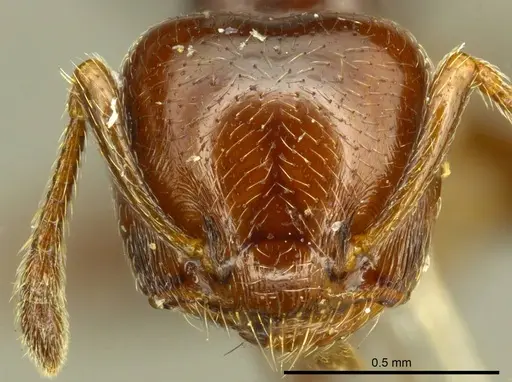 Crematogaster erecta - CASENT0919701