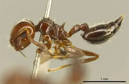Crematogaster erecta - CASENT0919701