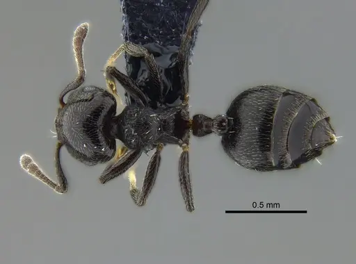 Crematogaster erecta - CBUMAGENT41941