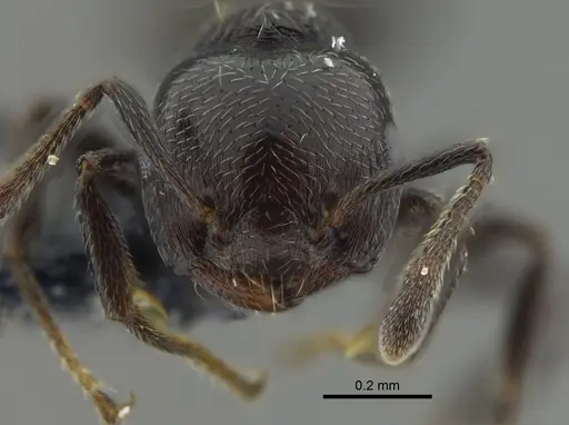Crematogaster erecta - CBUMAGENT41941