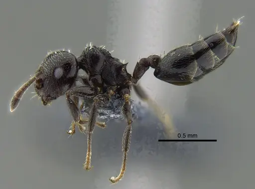 Crematogaster erecta - CBUMAGENT41941