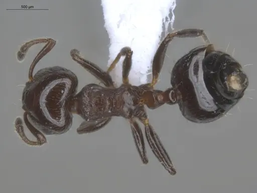 Crematogaster erecta - ECOFOG-BUG-0411-19