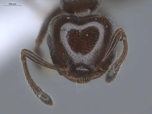 Crematogaster erecta - ECOFOG-BUG-0411-19