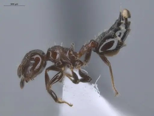 Crematogaster erecta - ECOFOG-BUG-0411-19