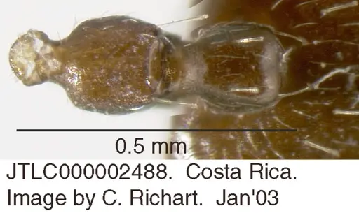 Crematogaster erecta - JTLC000002488