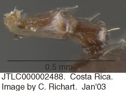 Crematogaster erecta - JTLC000002488