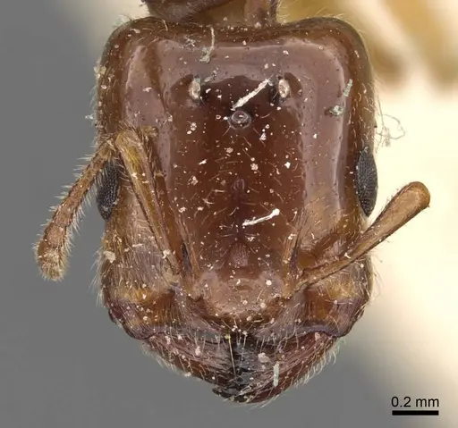 Crematogaster eurydice specimen