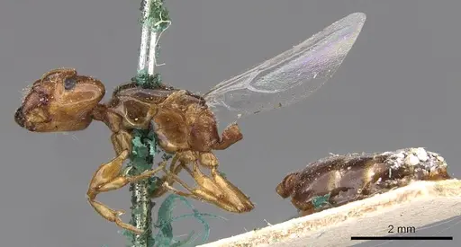 Crematogaster eurydice specimen