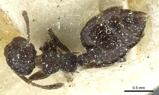 Crematogaster euterpe specimen