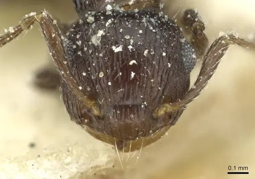 Crematogaster euterpe specimen