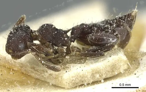 Crematogaster euterpe specimen