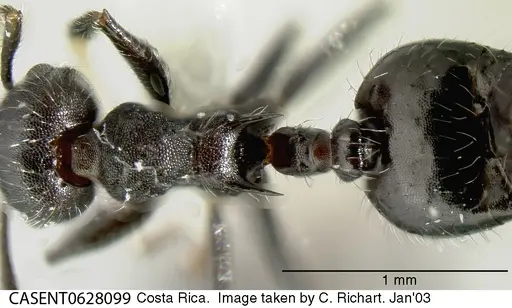 Crematogaster evallans specimen