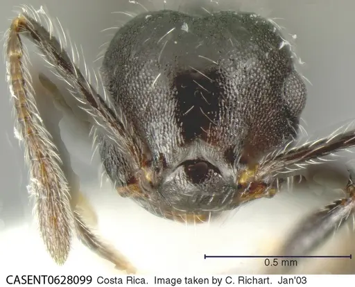 Crematogaster evallans specimen