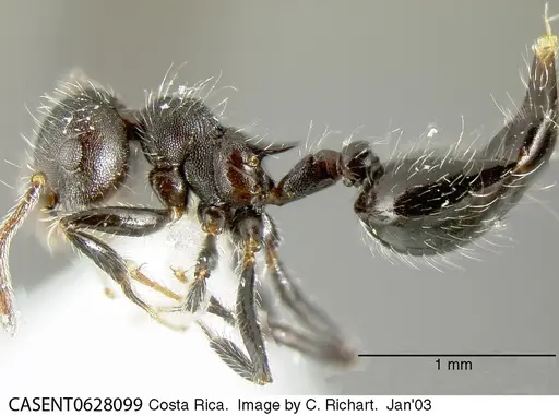 Crematogaster evallans specimen