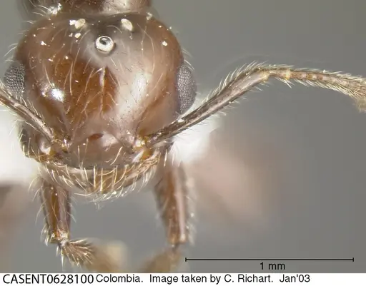 Crematogaster evallans - CASENT0628100