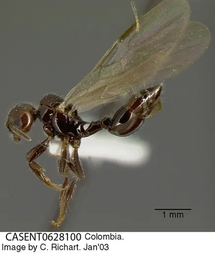 Crematogaster evallans - CASENT0628100