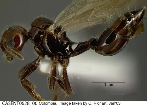 Crematogaster evallans - CASENT0628100