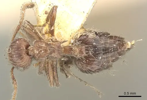 Crematogaster evallans - CASENT0902146