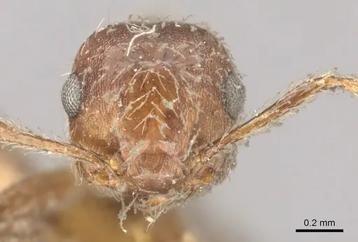 Crematogaster evallans - CASENT0902146