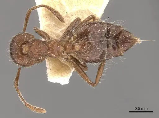 Crematogaster evallans - CASENT0908444